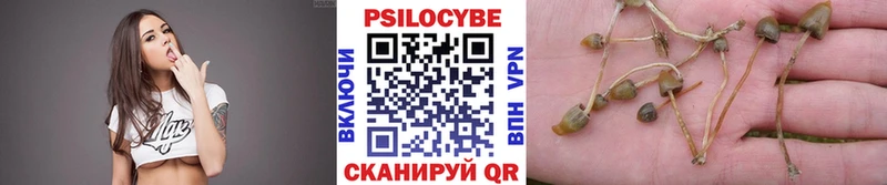 Купить где  Зерноград  Галлюциногенные грибы Cubensis 